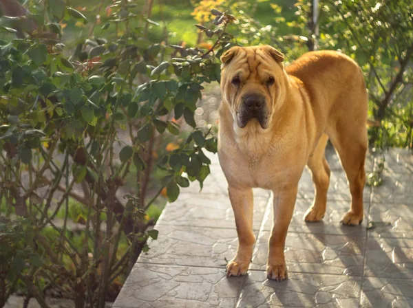 ギリシャの村の夕日その所有者を待ってシャーペイ犬の赤い大きな犬 — ストック写真