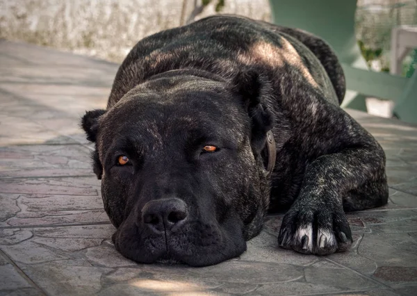大きな犬が美しい悲しい目でペロ プレサ カナリオ — ストック写真