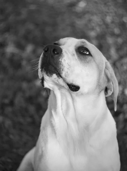 Cão Grande Com Belos Olhos Tristes — Fotografia de Stock