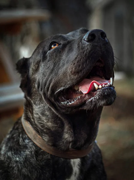 Big dog Perro de Presa Canario with beautiful sad eyes