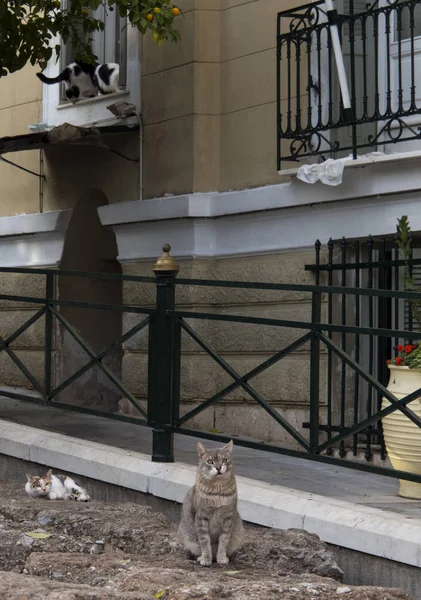Кішок Вулиці Районі Плака Міста Афін — стокове фото