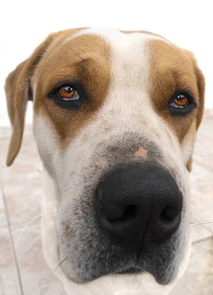 Duży Pies Pięknymi Smutnymi Oczami — Zdjęcie stockowe