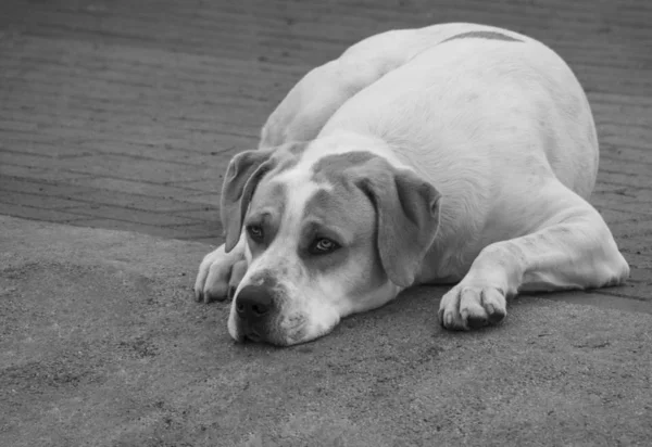 Cão Grande Com Belos Olhos Tristes — Fotografia de Stock