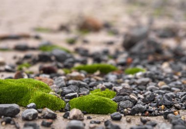 Makro fotoğraf Çiy damlaları ve güzel bokeh ile yeşil yosun