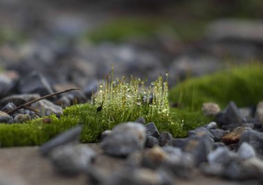 Makro fotoğraf Çiy damlaları ve güzel bokeh ile yeşil yosun