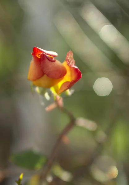 Vacker Röd Ros Blomma Solig Varm Dag — Stockfoto