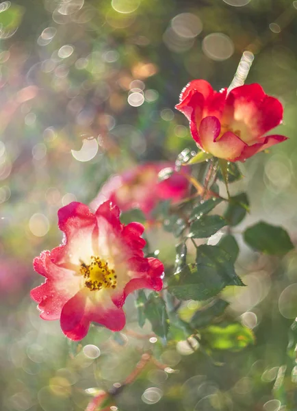 Vacker Röd Ros Blomma Solig Varm Dag — Stockfoto