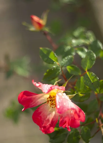 Schöne Rote Rosenblüte Einem Sonnigen Warmen Tag — Stockfoto