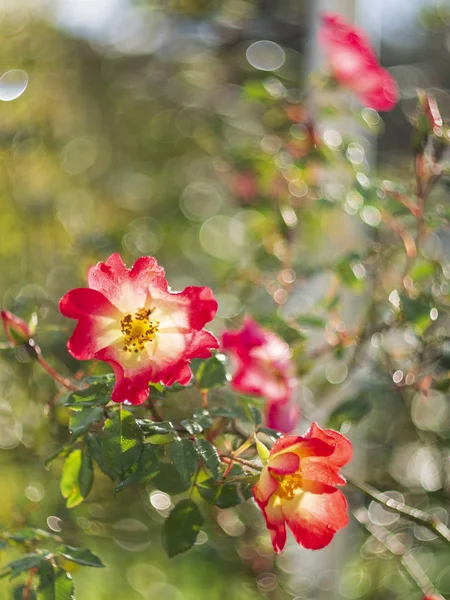 Vacker Röd Ros Blomma Solig Varm Dag — Stockfoto