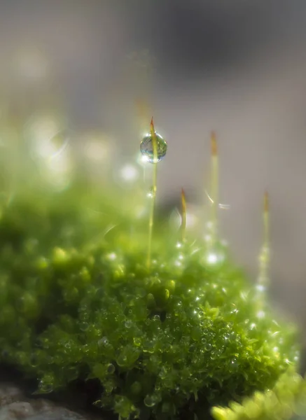 Macro Photo Mousse Verte Avec Gouttes Rosée Beau Bokeh — Photo