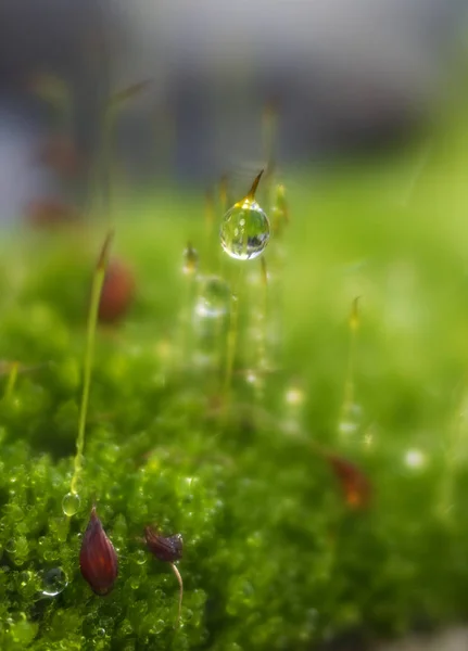 绿色苔藓与露珠和美丽的波克的宏观照片 — 图库照片