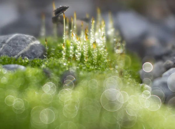 Macro Foto Musgo Verde Con Gotas Rocío Hermoso Bokeh — Foto de Stock