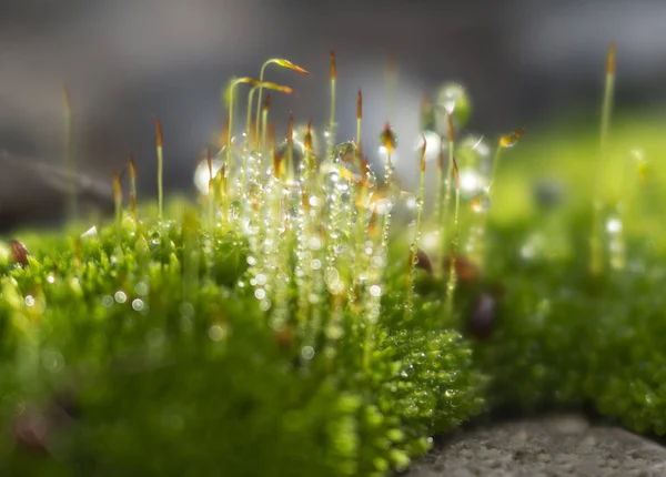 Macro Foto Musgo Verde Con Gotas Rocío Hermoso Bokeh —  Fotos de Stock