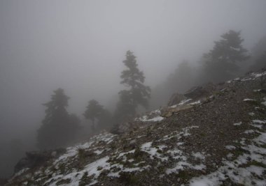 Ağaçlar ve sis, ağaçlarda bulutlar ve orman Dirfis EVIA, Yunanistan ada üzerinde dağlarda kar