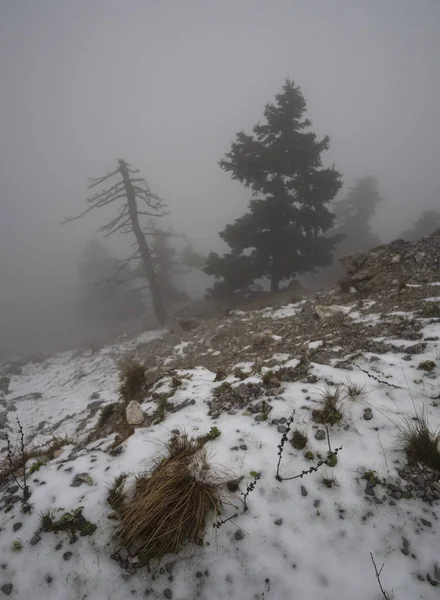Arbres Arbres Dans Brouillard Nuages Neige Dans Forêt Dans Les — Photo
