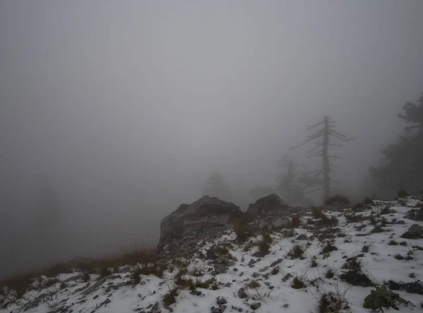 Alberi Alberi Nella Nebbia Nuvole Neve Nella Foresta Montagna Dirfis — Foto Stock
