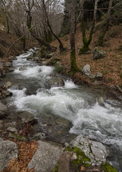 Bergachtige Snelle Rivier Met Helder Water Het Bos Bergen Dirfis — Stockfoto