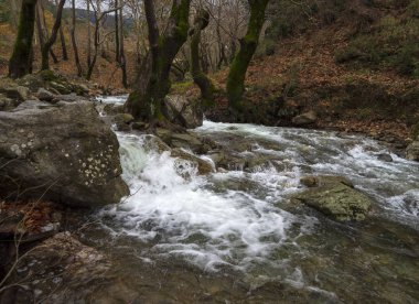 Dağlık hızlı Nehri ile temiz su Dirfis Evia Adası Yunanistan dağlarında ormandaki