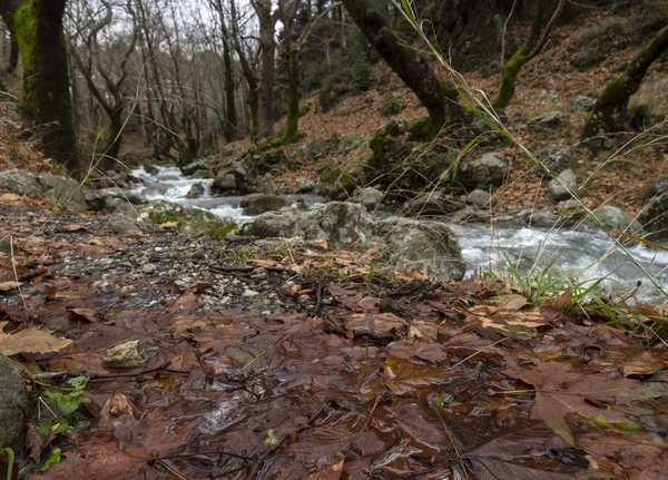 Evia 그리스의 Dirfis 숲에서 — 스톡 사진