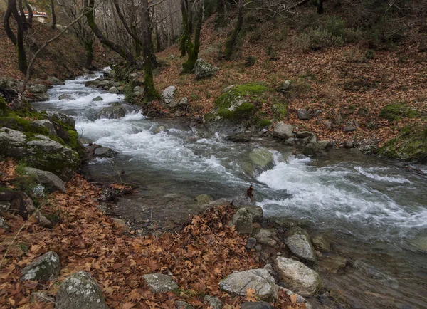 Rio Rápido Montanhoso Com Água Limpa Floresta Nas Montanhas Dirfis — Fotografia de Stock