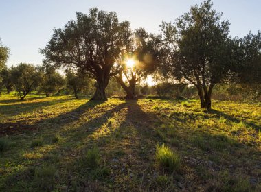 Yunanistan 'ın Evia adasındaki zeytin bahçesinde güneşe karşı güzel bir gün batımı