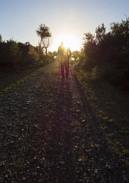 Vakker Solnedgang Mot Solen Mann Som Går Med Hund Olivenhagen – stockfoto