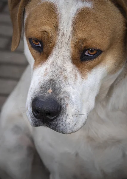 Big dog with beautiful sad eyes