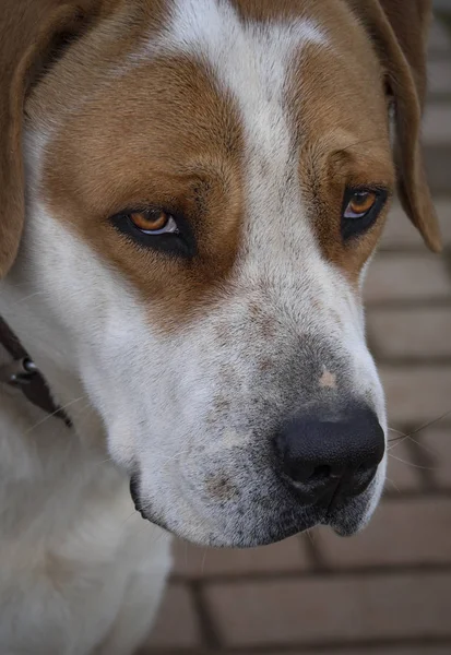 Velký Pes Krásnýma Smutnýma Očima — Stock fotografie