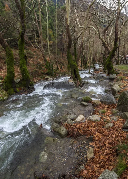 エヴィア ギリシャの島の Dirfys 山の原生林の水をオフに山岳急速な川 — ストック写真