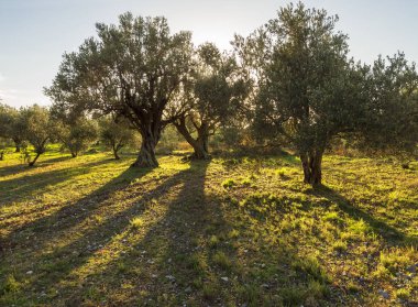 Yunanistan 'ın Evia adasındaki zeytin bahçesinde güneşe karşı güzel bir gün batımı