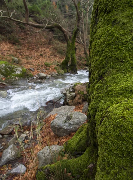 希腊埃维亚岛迪尔菲斯山区森林中的山水的山区的山区有清澈的河水 — 图库照片