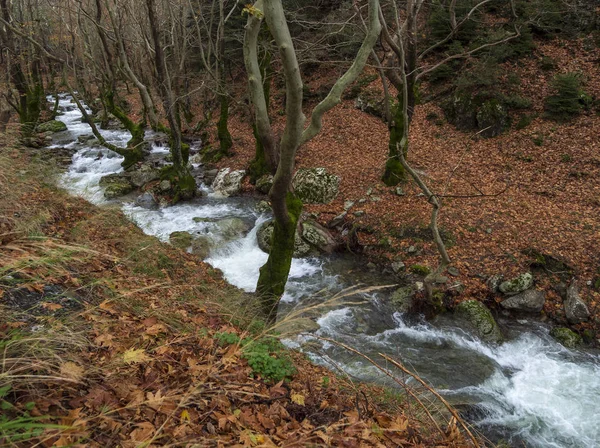 Río Rápido Montañoso Con Agua Clara Bosque Las Montañas Dirfys —  Fotos de Stock