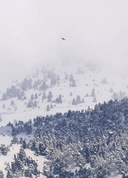Vol Aigle Solitaire Vue Panoramique Sur Montagne Enneigée Dirfys Ciel — Photo