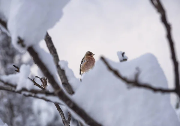 Lonely Little Bird Chaffinch Snowy Tree Sunny Day Greece — Stock Photo, Image