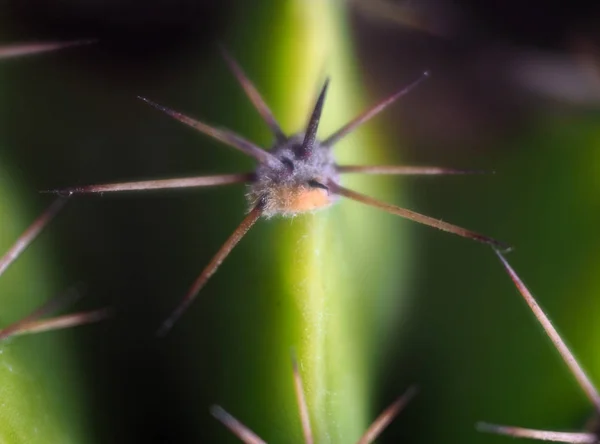 Groene Cactus Met Scherpe Naalden Close — Stockfoto