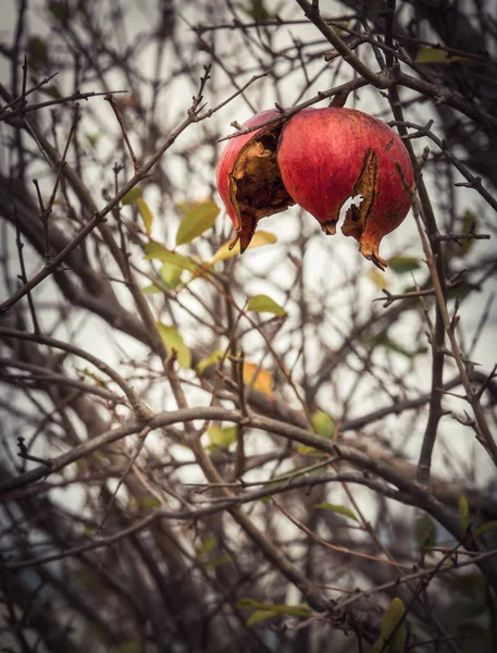 Fruta Romã Vermelha Inverno Grécia Dia Nublado Após Chuva — Fotografia de Stock