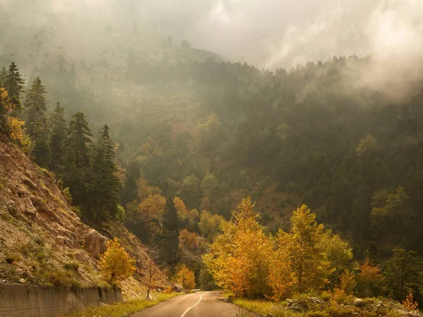 Sonbahar Orman ağaçları ile sarı yapraklar ve bulutlar Evia, Yunanistan adada ile yolda
