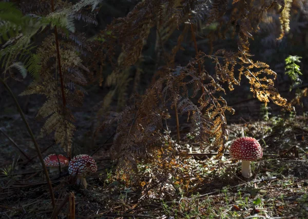 Три Прекрасных Аманиты Солнцем Тени Осеннего Леса — стоковое фото