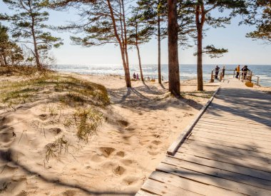 Palanga, Litvanya Baltık Denizi'nin kum plajındaki bir parkta çam ağaçları