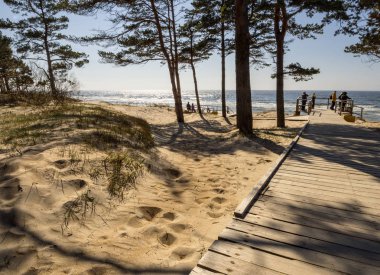 Palanga, Litvanya Baltık Denizi'nin kum plajındaki bir parkta çam ağaçları