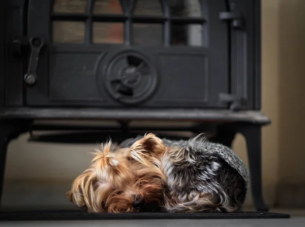 Een Kleine Hond Slaapt Buurt Van Kachel Comfort Warmte — Stockfoto