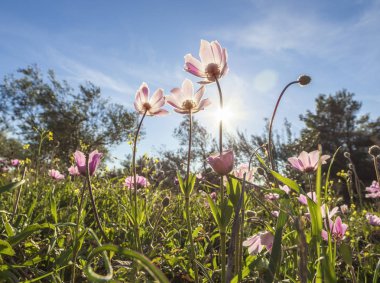 Güzel güneşli bir yeşil çim arasında anemone ilk bahar kırmızı-mor çiçekler