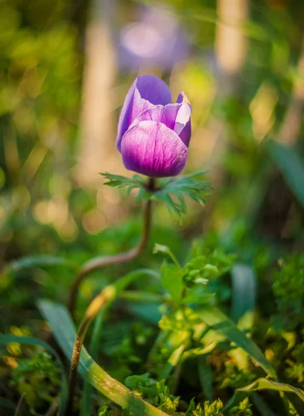 Прекрасные Первые Весенние Красно Фиолетовые Цветы Анемон Солнечный День Среди — стоковое фото
