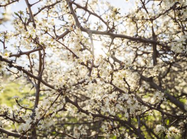 Sıcak bahar güneşin Yunanistan diken Bush (karaçalı, Prunus spinosa) çiçekli