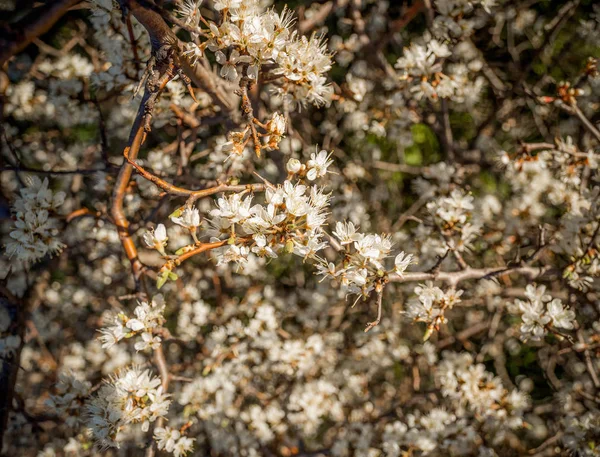 Sıcak bahar güneşin Yunanistan diken Bush (karaçalı, Prunus spinosa) çiçekli