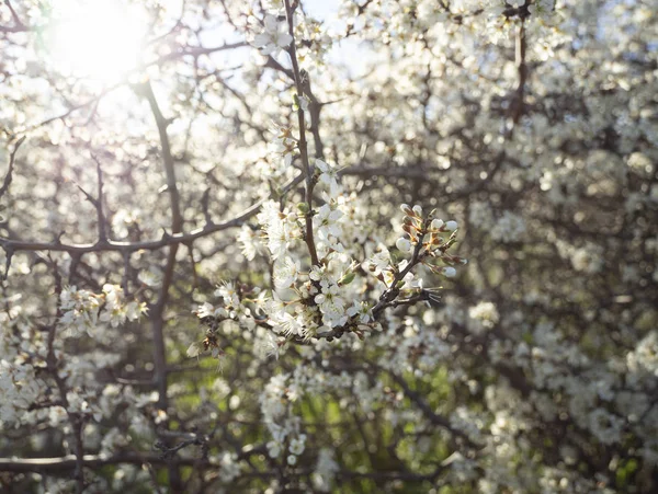 Blühender Dornbusch Schlehe Prunus Spinosa Der Warmen Frühlingssonne Griechenland — Stockfoto