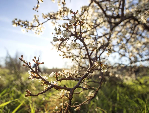 Bloei Van Thorn Bush Sleedoorn Prunus Spinosa Warme Lente Zon — Stockfoto