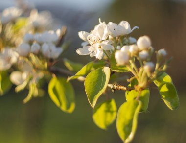 Gün batımında armut ağacı çiçekleri.