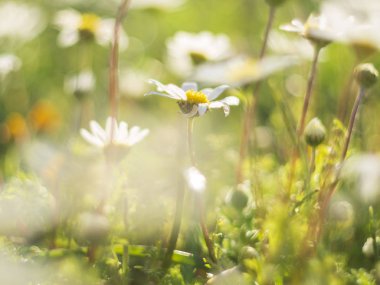 Güzel ilk bahar - papatya (Matricaria) - güneş ışınlarının çiçekler.