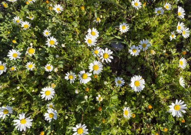 Güzel ilk bahar - papatya (Matricaria) - güneş ışınlarının çiçekler.